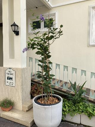 Siam Tharadol SHA Plus+ by ZUZU fotoÄŸrafÄ±