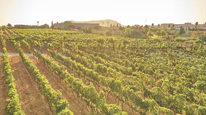 Sa Vinya des Convent Agroturismo - Genel