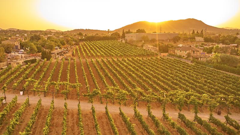Sa Vinya des Convent Agroturismo - Genel