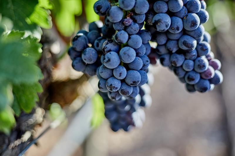 Sa Vinya des Convent Agroturismo - Genel