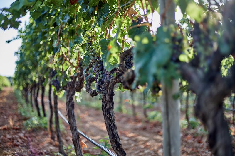 Sa Vinya des Convent Agroturismo - Genel