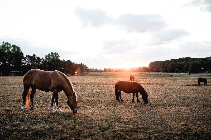 Le Barn - Aktivite