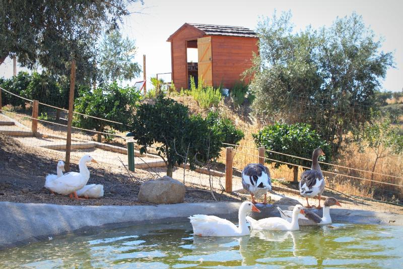 Hotel O Gato & SPA - Genel