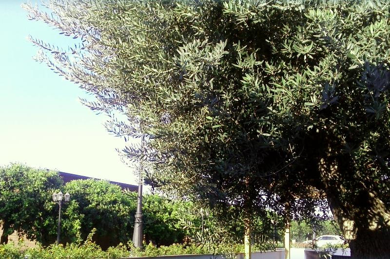 Agriturismo Terra dei Limoni - Genel