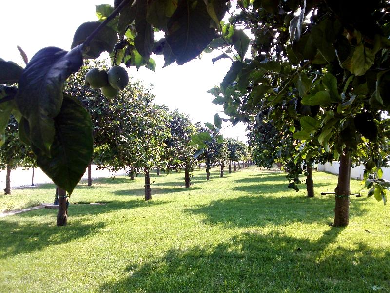 Agriturismo Terra dei Limoni - Genel