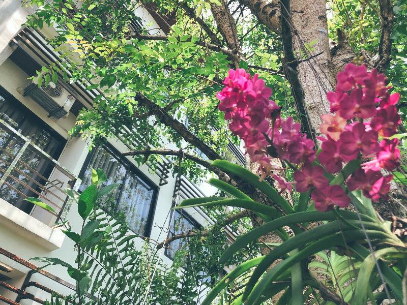 Ideo Phuket Hotel - Genel