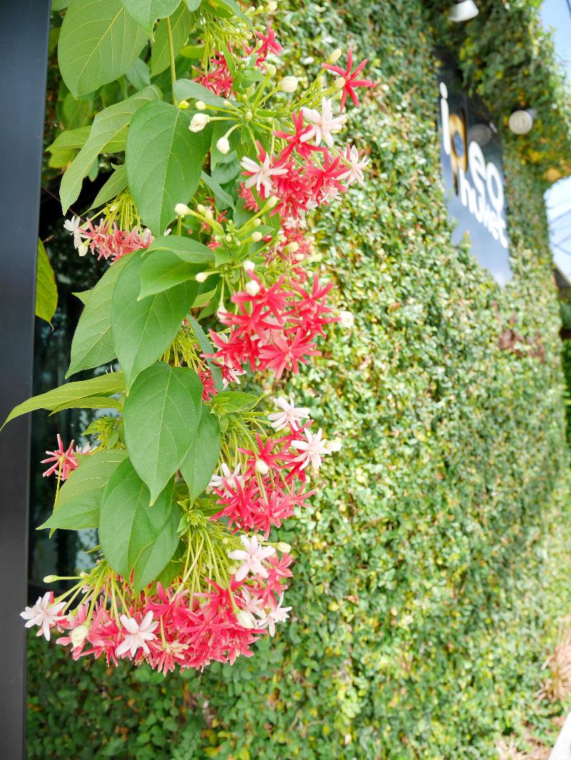 Ideo Phuket Hotel - Genel
