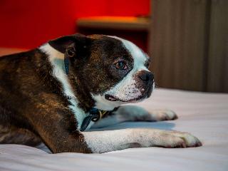 Ibis Styles Glasgow Central fotoÄŸrafÄ±