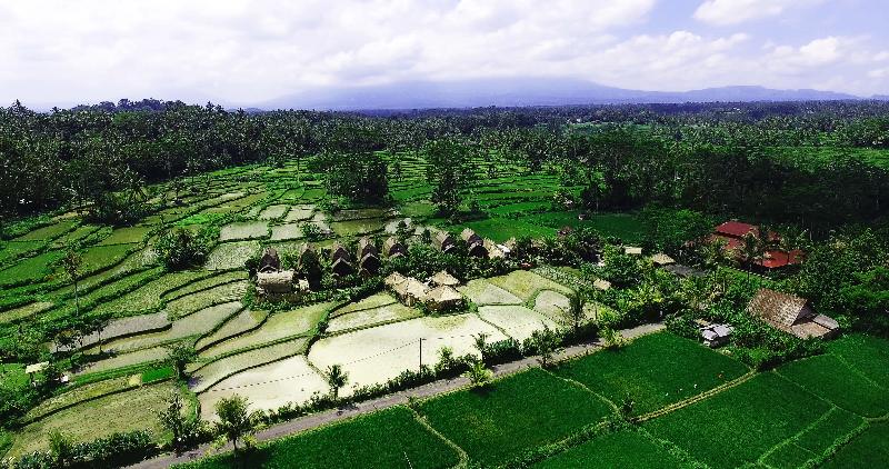 De Klumpu Bali - Genel