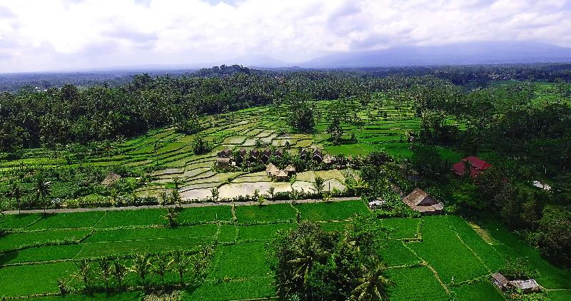 De Klumpu Bali - Genel