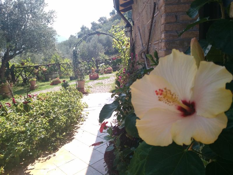 Agriturismo L'Uliveto - Teras