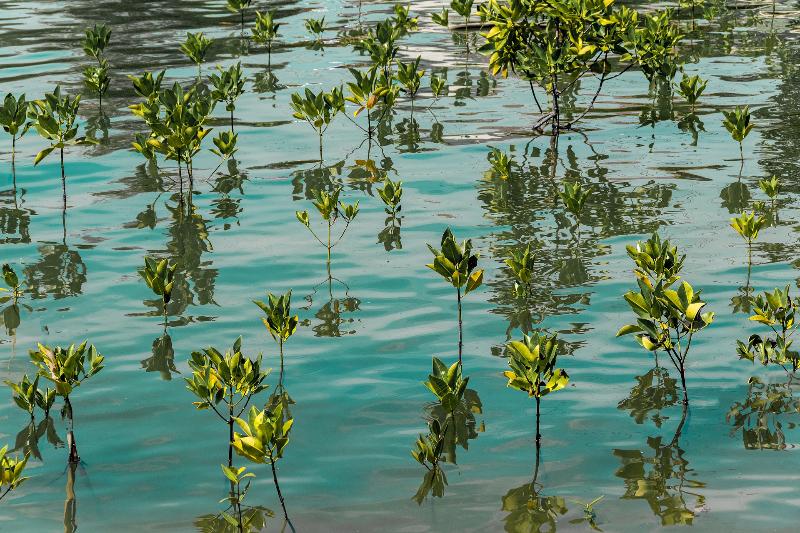 Amantra Lake View Resort - Genel