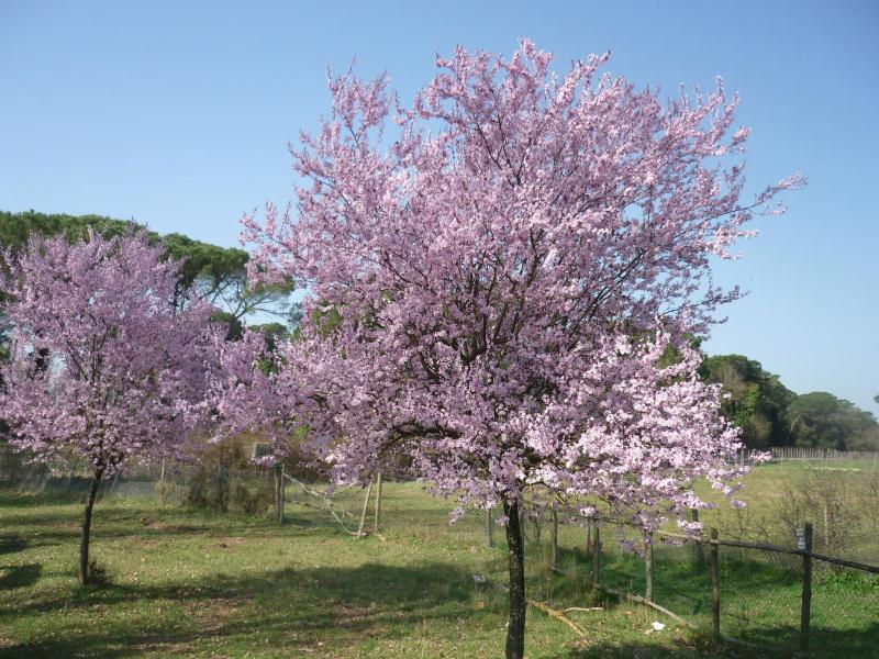 Ostello La Sterpaia - Genel