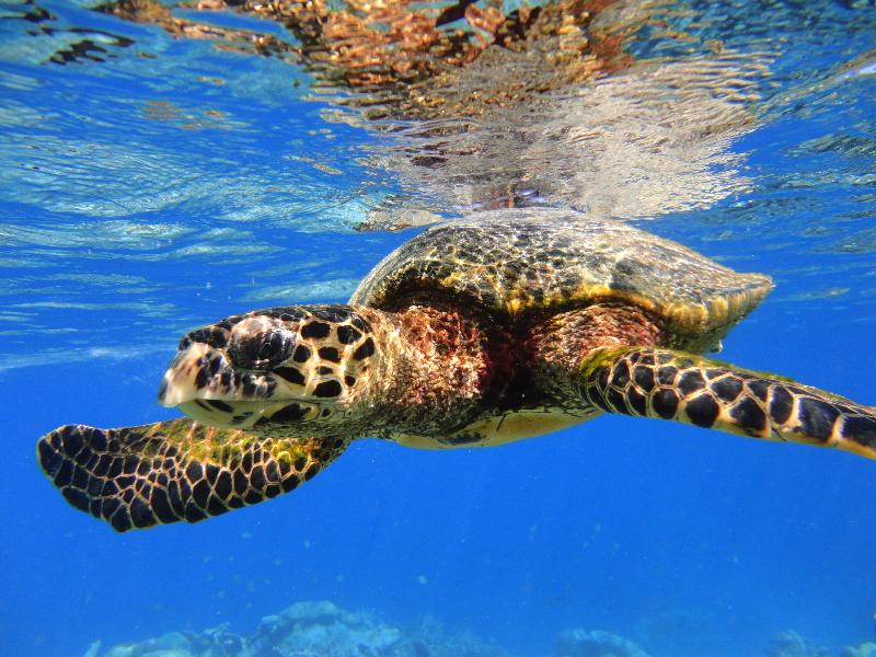 The Halcyon Private Isles Maldives, Autograph Col - Aktivite