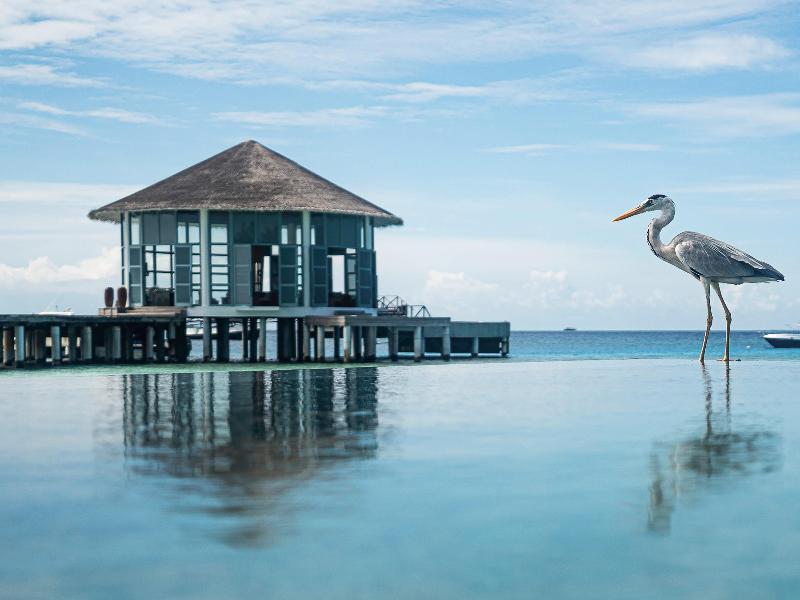 The Halcyon Private Isles Maldives, Autograph Col - Havuz