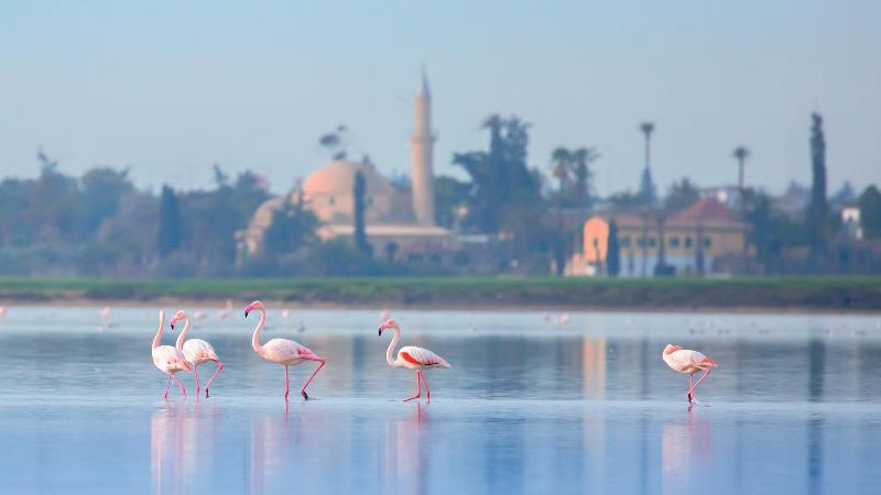 Hotel Indigo Larnaca - Adults Only - Genel