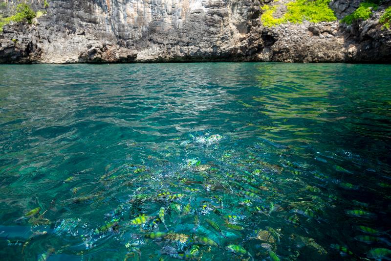 Phi Phi Coco Beach Resort - Genel