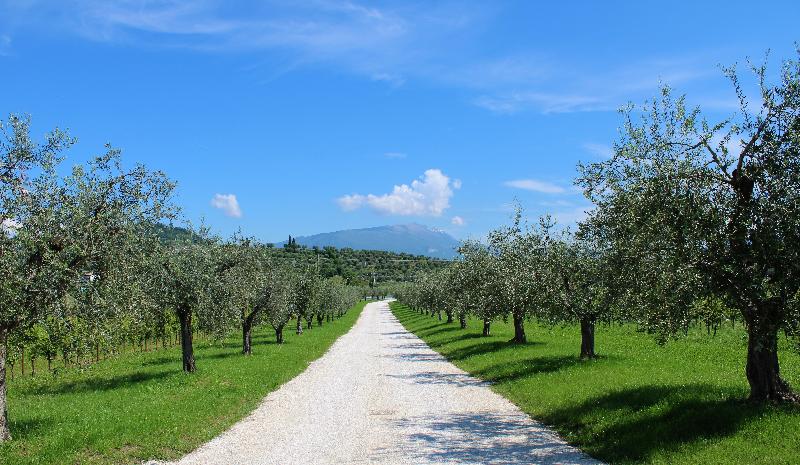 Borgo Romantico Green Wine Relais - Genel