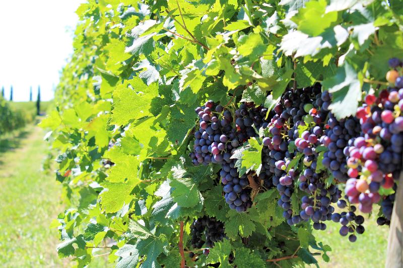 Borgo Romantico Green Wine Relais - Genel