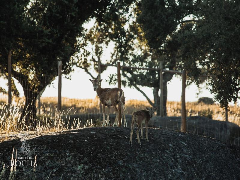 Herdade Da Rocha Boutique Lodge - Genel
