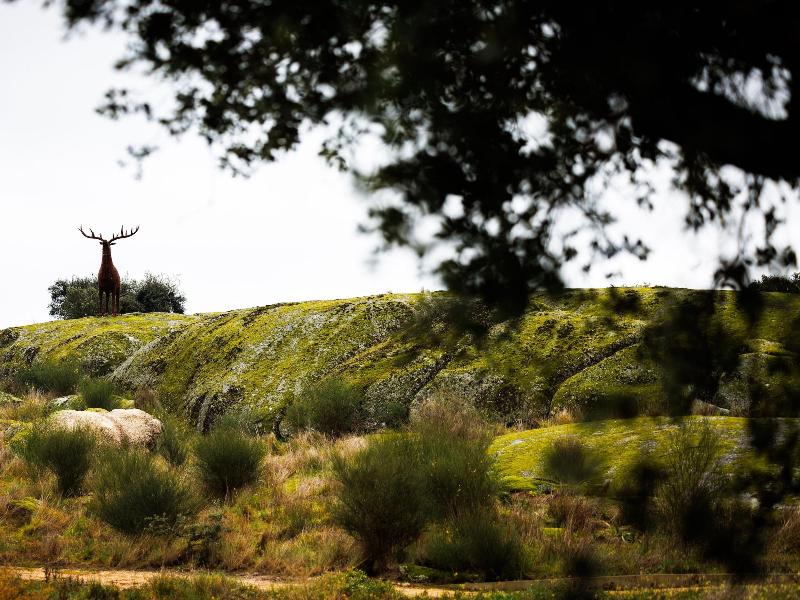 Herdade Da Rocha Boutique Lodge - Genel
