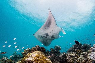 InterContinental Maldives Maamunagau Resort fotoÄŸrafÄ±