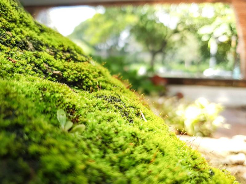Big Tree Boutique Hotel - Teras