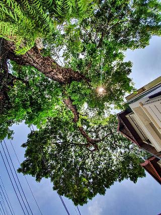 Big Tree Boutique Hotel fotoÄŸrafÄ±
