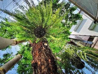 Big Tree Boutique Hotel fotoÄŸrafÄ±
