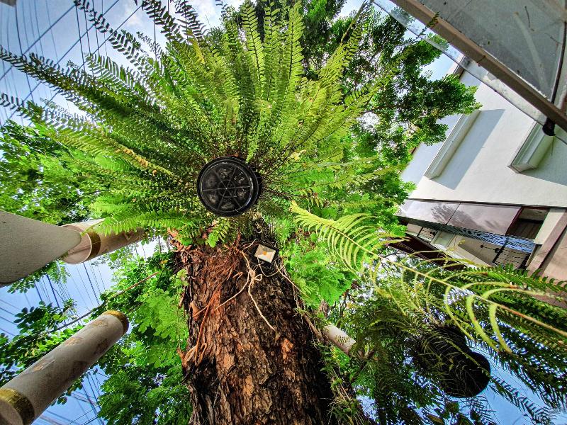 Big Tree Boutique Hotel - Teras