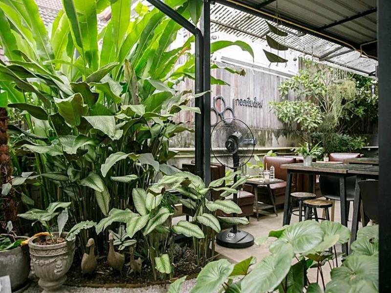 Gord Chiangmai - Genel
