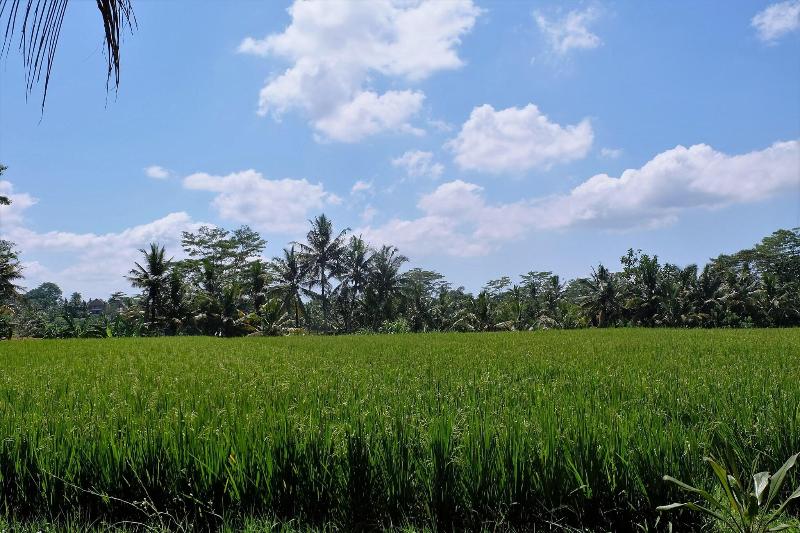 Samkhya Villas - Genel