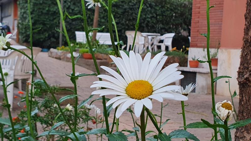 Villa Letizia - Casa Per Ferie - Genel