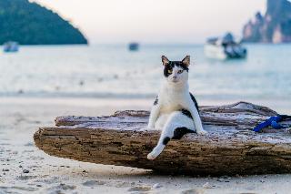 Phi Phi Anita Resort fotoÄŸrafÄ±