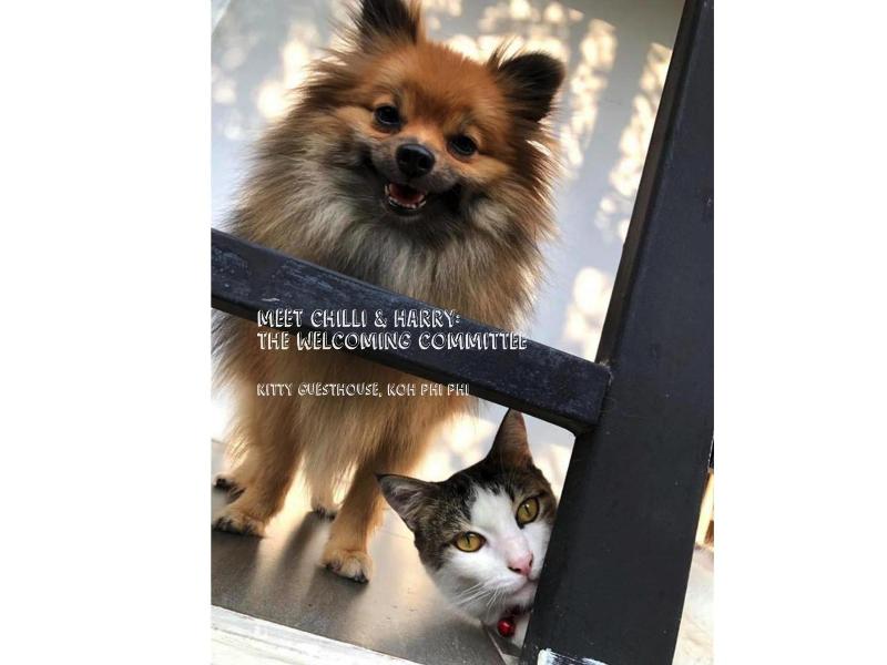 Kitty Guesthouse - Genel