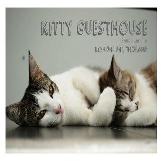 Kitty Guesthouse fotoÄŸrafÄ±