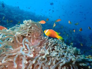The Nautilus Maldives fotoÄŸrafÄ±