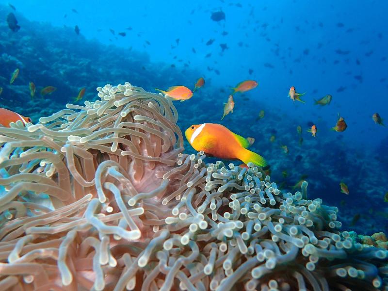 The Nautilus Maldives - Aktivite
