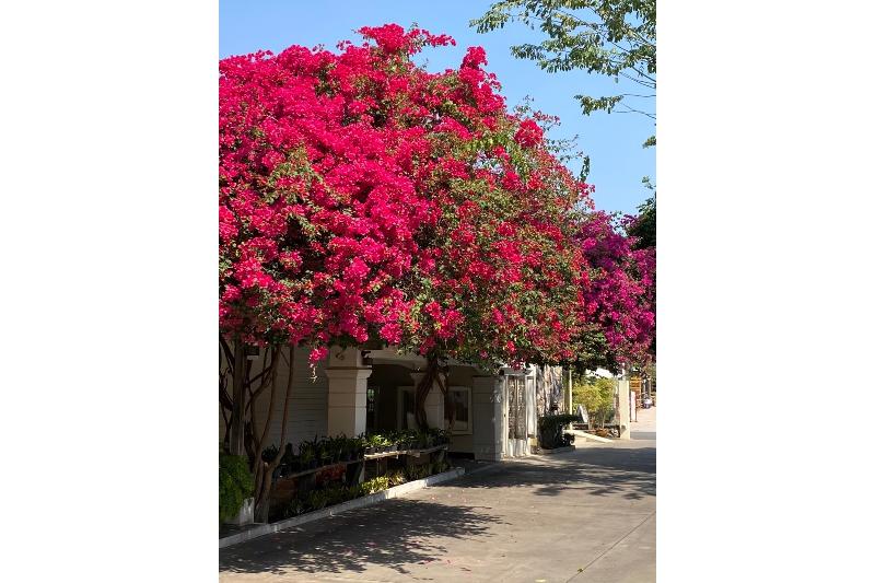 Delio Boutique Hotel - Genel