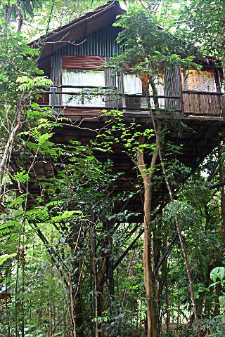 Khaosok Treehouse Resort fotoÄŸrafÄ±