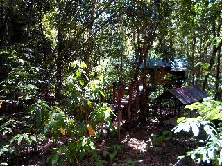 Khaosok Treehouse Resort fotoÄŸrafÄ±