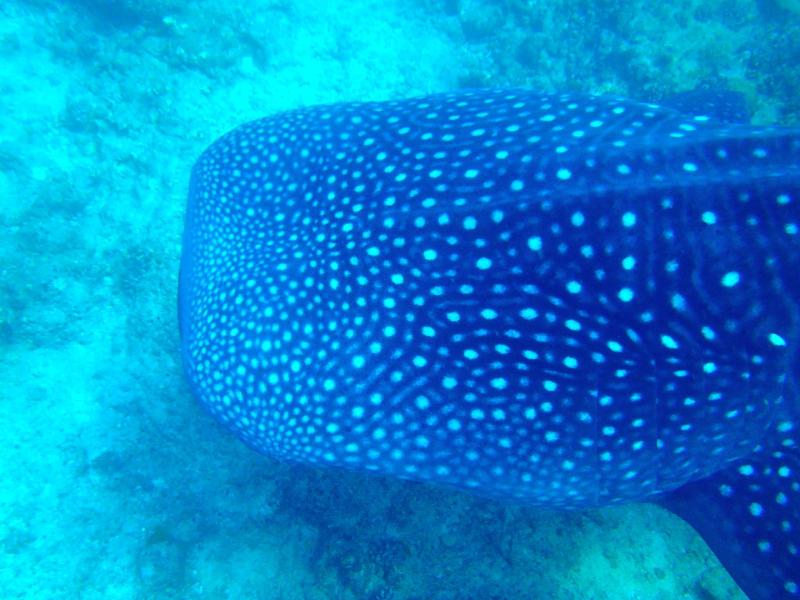 West Sands Ukulhas - Aktivite