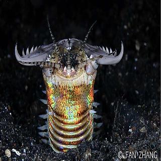 Cocotinos Lembeh A Boutique Dive Lodge fotoÄŸrafÄ±