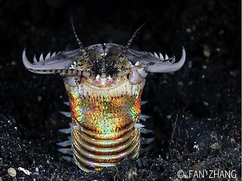Cocotinos Lembeh A Boutique Dive Lodge - Genel