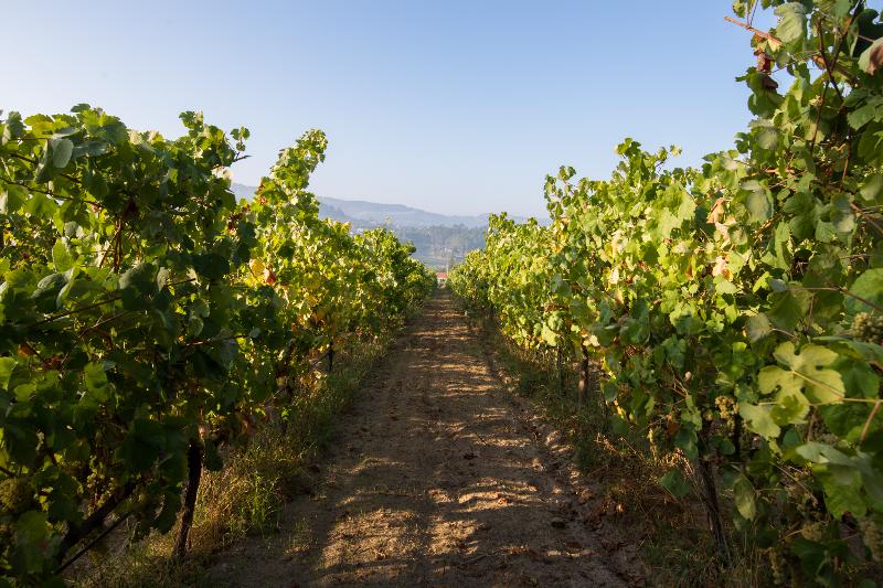 Casa Lata - Agroturismo E Enoturismo - Aktivite