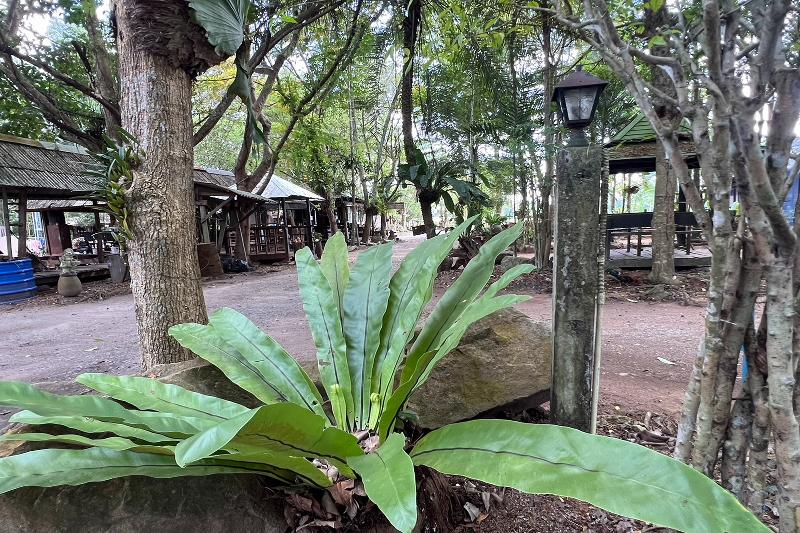 Pang Mai Resort - Genel