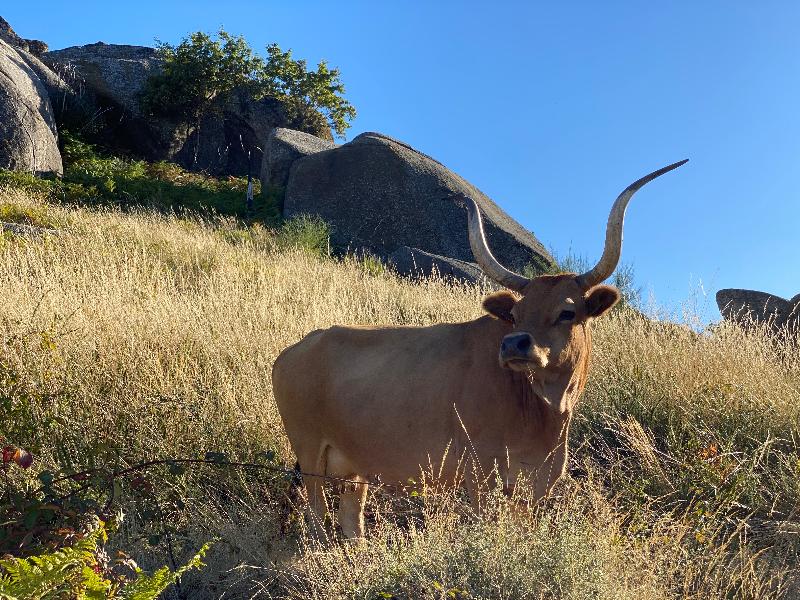 Quinta Do Rapozinho - Genel