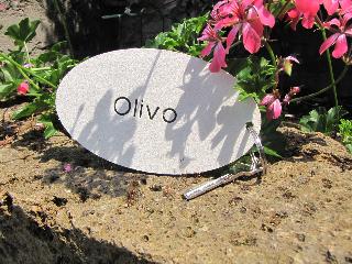 Villa Olivo fotoÄŸrafÄ±