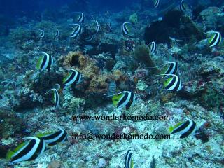 Komodo Boutique Hotel fotoÄŸrafÄ±