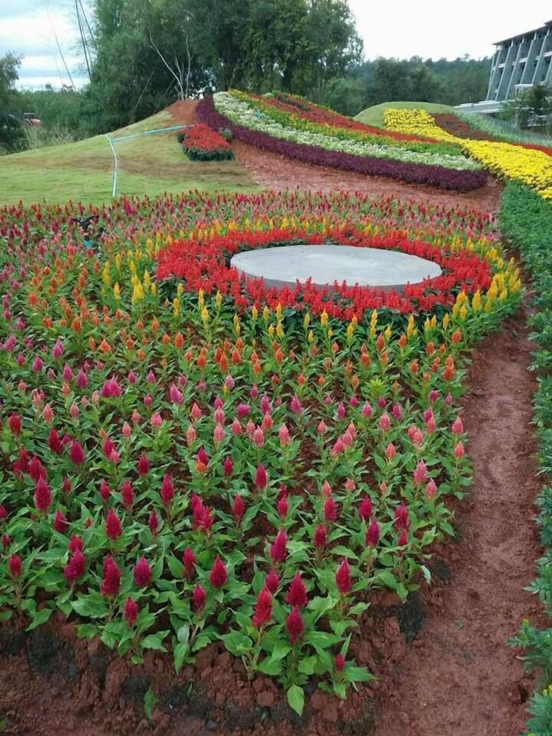 Phurua Sanctuary Resort Spa - Teras
